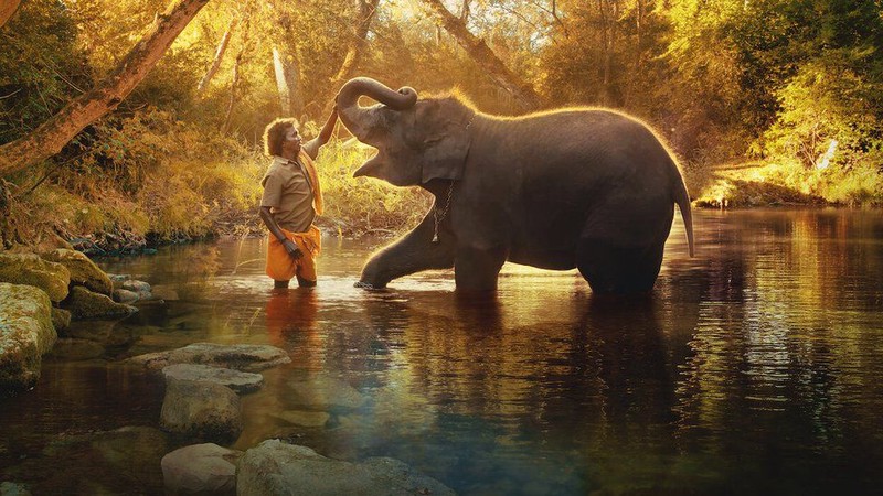 The Elephant Whisperers: Oscar-winning Indian film in payment controversy